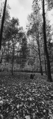 Ormandaki bir ağacın siyah beyaz fotoğrafı.