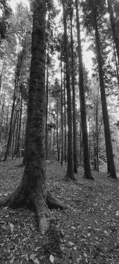 Ormanın siyah beyaz fotoğrafı.