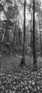 bir ormanın siyah beyaz fotoğrafı