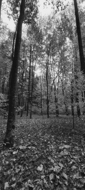 Dağlardaki sonbahar ormanı. Ormanda sonbahar