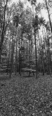 Siyah ve beyaz orman arka plan