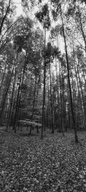 Orman ağaçları ve yapraklar. siyah ve beyaz