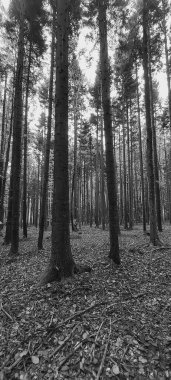 Ormanın güzel bir görüntüsü.