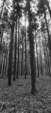 Kışın siyah ve beyaz orman