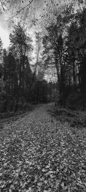 Ormanın güzel manzarası