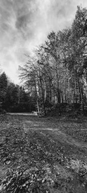 Ormandaki dağın siyah beyaz görüntüsü.