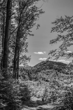 Ön planda ağaçlarla birlikte ormanın dikey görüntüsü.