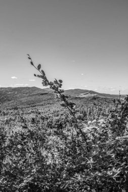 Norveç 'in kırsalındaki bir ağacın siyah beyaz resmi.