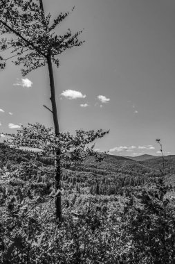 Güzel bir orman ve dağ manzarası.