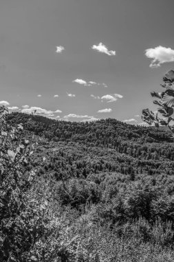 Ormanın güzel manzarası