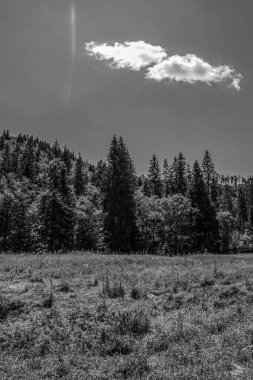 Ormandaki siyah beyaz manzara