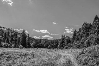 Ağaçların arasından geçen yol.