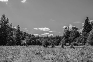 Orman ve ağaçların dikey görüntüsü.