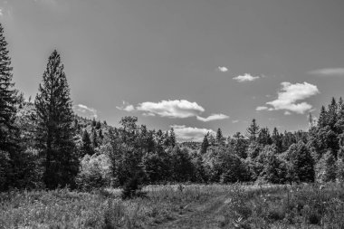 Ormandaki kara ve beyaz bulutlar ve ağaçlar, yaz mevsimi.