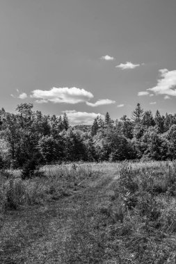 Ormandaki bir ağacın siyah beyaz fotoğrafı