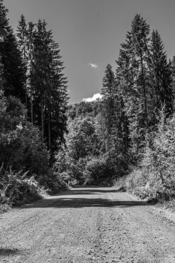 Yol orman yoluyla. Siyah ve beyaz