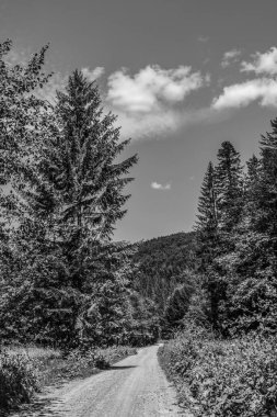 Ormanın güzel manzarası