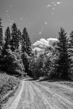 Ormandaki bir yolun siyah beyaz fotoğrafı.
