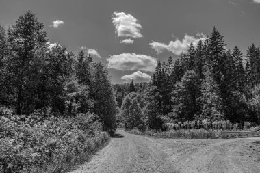 Ormandaki toprak bir yolun siyah beyaz görüntüsü.