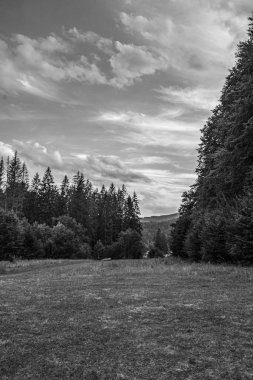 Siyah beyaz bir ormanın dikey görüntüsü.