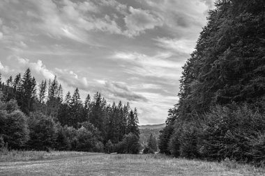 Ormandaki bir yolun siyah beyaz fotoğrafı..