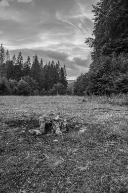 Karpatya dağlarındaki bir ormanın siyah ve beyaz görüntüsü.