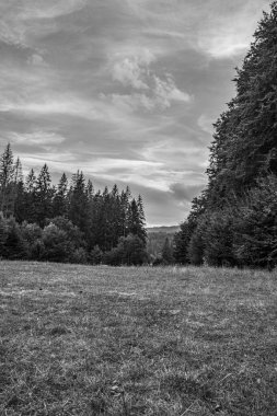 Ağaçlarla çevrili bir alanın dikey görüntüsü.