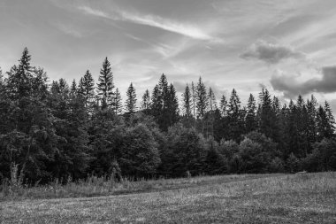 Ormanda bir ağacı olan güzel bir manzara.