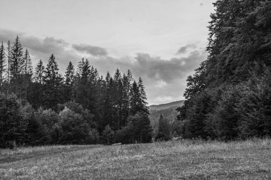 Ormandaki bir dağın siyah beyaz görüntüsü.