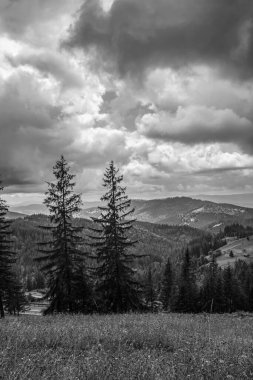 Slovakya 'daki bir ormanın siyah beyaz görüntüsü