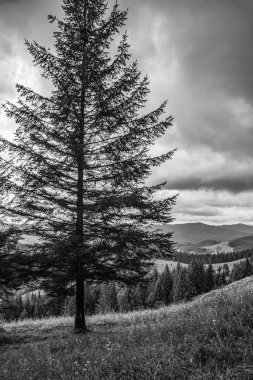 Güzel manzara. doğa arkaplanı