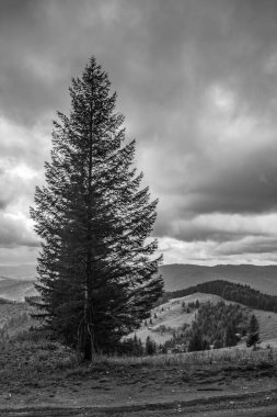 Çam ormanlı güzel bir sonbahar manzarasının siyah beyaz fotoğrafı.