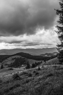 Dağların yamaçlarındaki ormanın siyah beyaz görüntüsü.