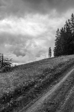 Ormanın güzel manzarası