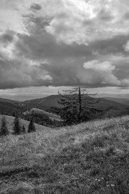 Dağlarda bir ağacı olan güzel bir manzara.