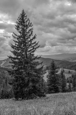 Sonbaharda Karpat Dağları 'nda siyah ve beyaz manzara