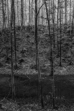 Siyah ve beyazın ortasındaki bir ormanda güzel bir ağaç görüntüsü.