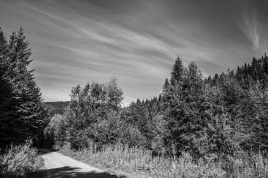 Güneş ışığı altında dağlarla çevrili bir çam ormanının gri tonlu görüntüsü.