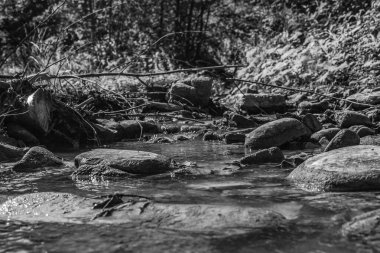 Ormandaki nehrin güzel manzarası