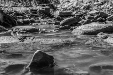 Ormandaki bir nehrin siyah beyaz fotoğrafı