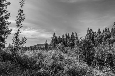 Dağlardaki bir ormanın gri tonlu görüntüsü.