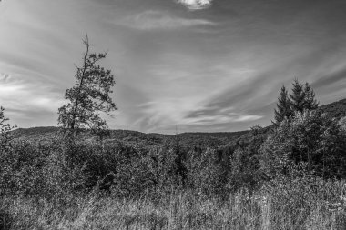 Ormanın güzel doğasının siyah beyaz fotoğrafı.