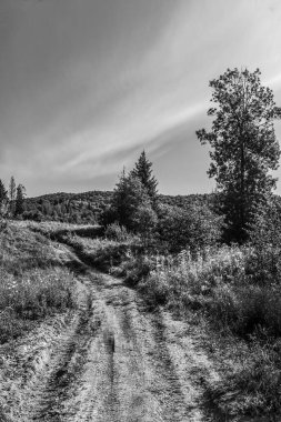 Ormanda ağaçlar ve çalılarla çevrili güzel bir yolun gri tonlu manzarası.