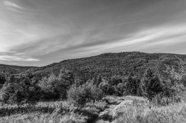 Karpatya ormanının güzel dağ manzarası