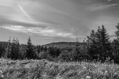 Arkasında bir dağ olan güzel bir manzara.