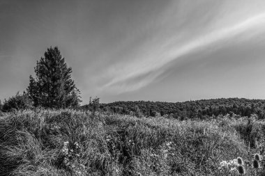 Ormandaki bir ağacın gri tonlu görüntüsü.