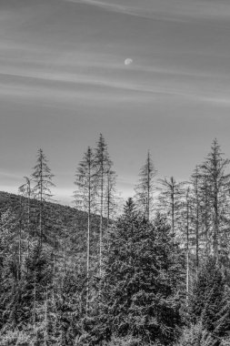 Dağlardaki bir çam ağacının gri renkli görüntüsü.