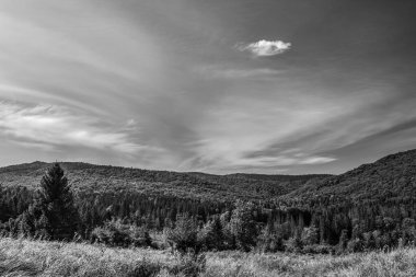 Bulutlu bir gökyüzünün altındaki bir ormanın dikey görüntüsü.