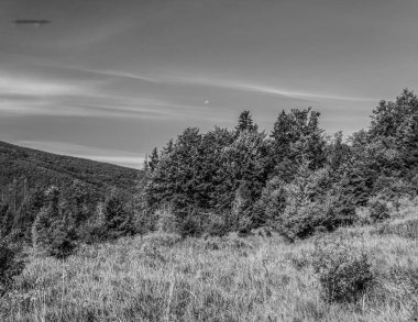 Gökyüzünün altında çimen olan bir tarlanın gri tonlu görüntüsü.