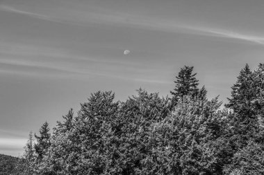 Güzel bir ormanın arka planındaki çam ağacının gri tonlu görüntüsü.